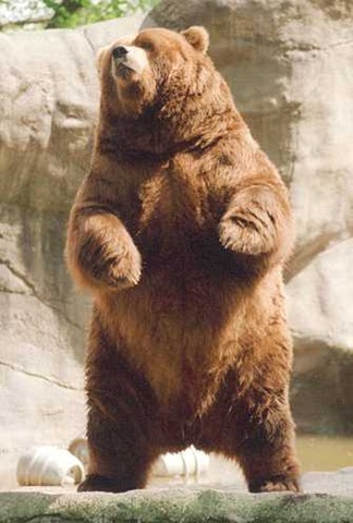 grizzly bear standing. be a big fat grizzly bear